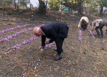 Kilosu tam 250 bin lira! Eken çiftçiler servete konuyor! Hasadına başlandı