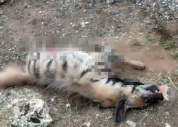 Mardin’de nesli tehlike altındaki çizgili sırtlana araç çarptı