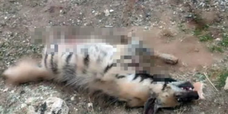 Mardin’de nesli tehlike altındaki çizgili sırtlana araç çarptı