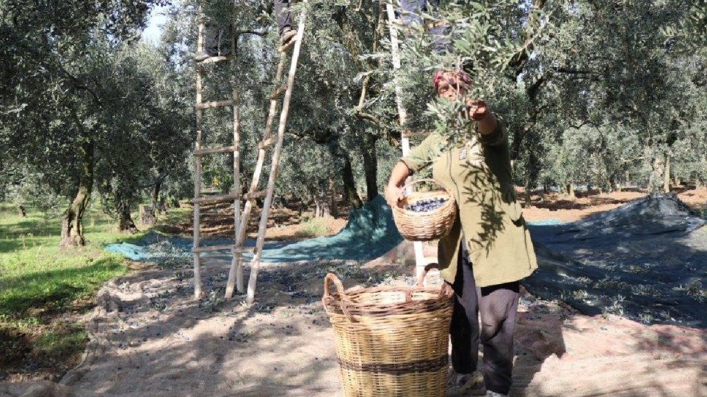 Marmarabirlik zeytin alım fiyatını açıkladı