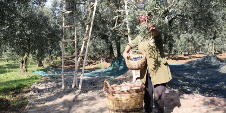 Marmarabirlik zeytin alım fiyatını açıkladı