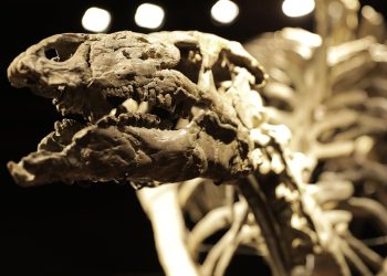 Paris'te 150 milyon yıllık dinozor iskeleti açık artırmayla satıldı: 930 bin euro