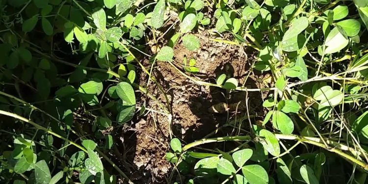 Şırnak'ta çokça yetişiyor. Ülkenin dört bir yanına gönderiliyor. Hasadı yapılınca para yağıyor