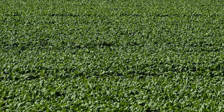 Tarlada 4 Pazarda 20 TL'den satılıyor. Hasat sonrasında yüzler gülüyor