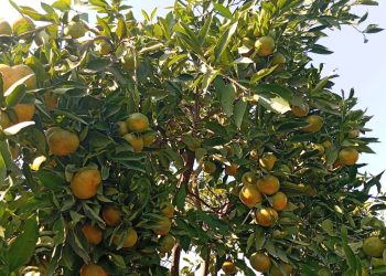 Üreticiler binlerce ton ürün elde etti! Ancak hasattan mutsuzlar.. Tepki büyük