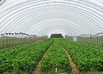 Yaz kış demeden hasadı yapılabiliyor... Meğer en iyi gelir kaynağıymış