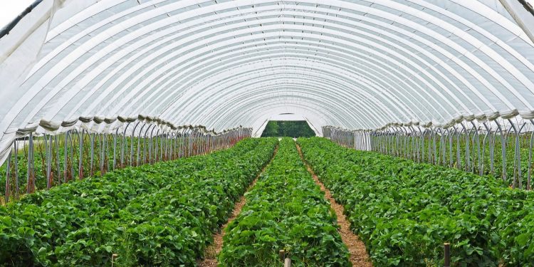 Yaz kış demeden hasadı yapılabiliyor... Meğer en iyi gelir kaynağıymış