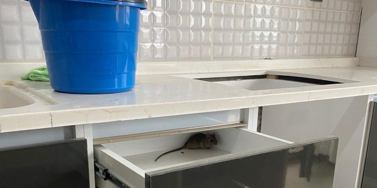 İzmir’de KYK yurdunda kalan öğrenciler: “İnsani koşullarda barınmak istiyoruz”