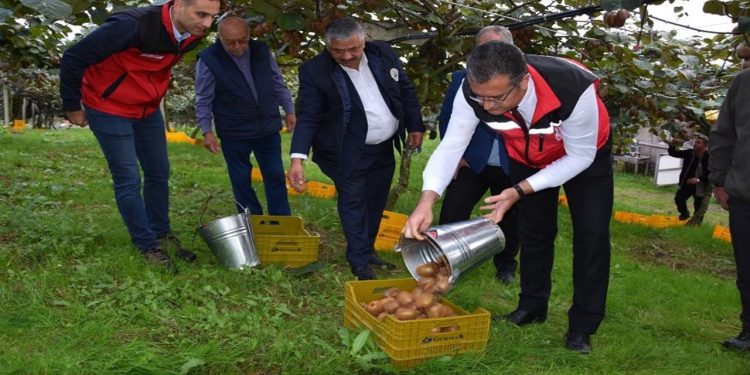 1 adet bile yiyince kış boyunca koruyor! Hasadı başladı, tonlarca ürün toplandı
