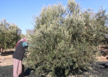 Dağ tepe tırmanan zeytin işçisi: Yevmiyem ayakkabı almaya yetmiyor