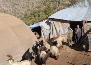 Yazın ‘yasaklar’ kışın ‘artan fiyatlar’ hayvancılığı bitiriyor