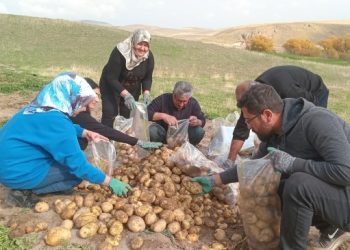 Wan’da patates hasadı