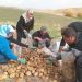 Wan’da patates hasadı