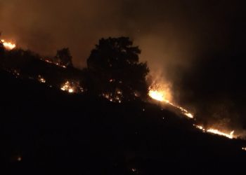 Balıkesir’de orman yangını