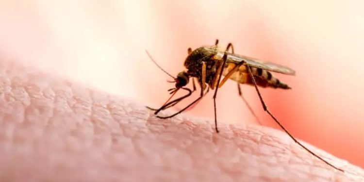 Bangladeş'te bu yıl dang hummasından ölenlerin sayısı bin 600'ü aştı