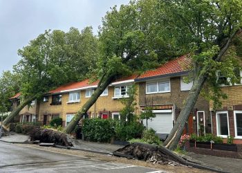 Ciaran fırtınası Hollanda’yı vurdu; ağaçlar kökünden söküldü!