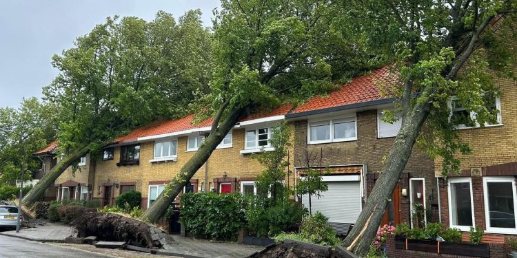 Ciaran fırtınası Hollanda’yı vurdu; ağaçlar kökünden söküldü!