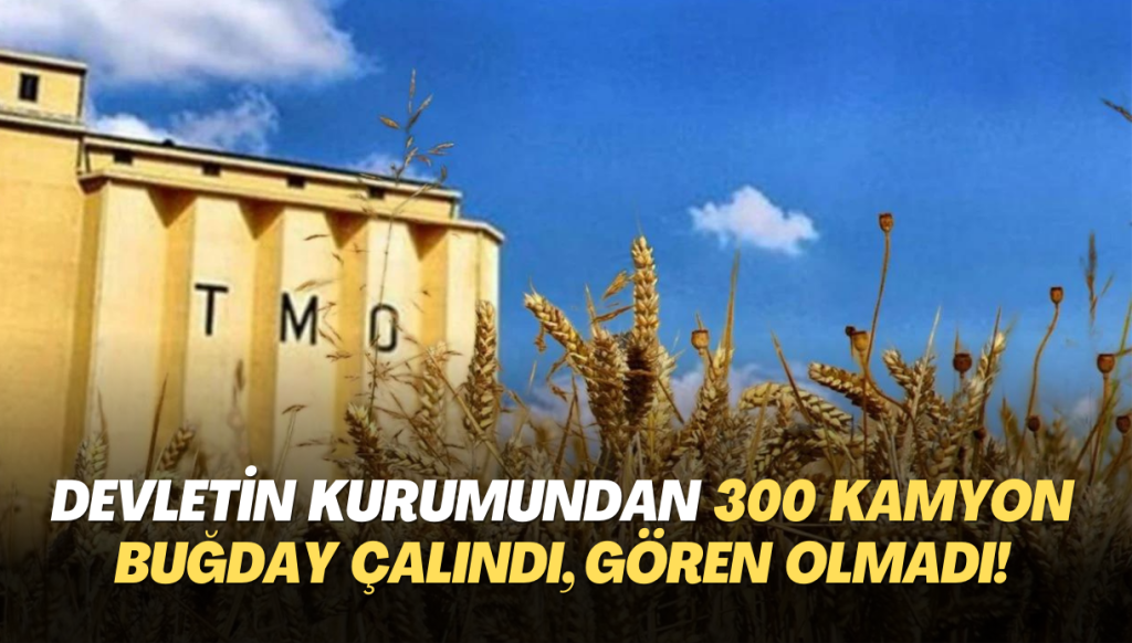 Devletin kurumundan 300 kamyon buğday çalındı, gören olmadı!