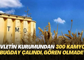 Devletin kurumundan 300 kamyon buğday çalındı, gören olmadı!