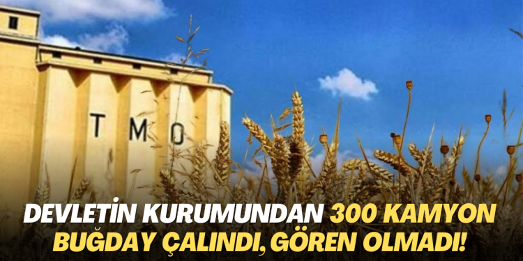 Devletin kurumundan 300 kamyon buğday çalındı, gören olmadı!