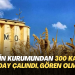 Devletin kurumundan 300 kamyon buğday çalındı, gören olmadı!