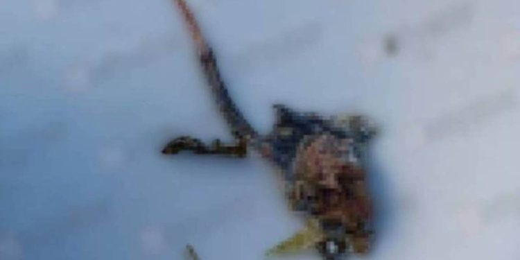 Fabrika yemeğinden fare çıktı! Yutmak üzereyken fark etti