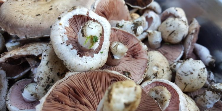 İlk hasat sonrasında üretenlerin cebi para doluyor! Üstelik hızla üreticisi artıyor...