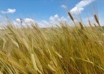 İş gücü kaybı yaşayan İsrail'e Malavi'den destek: 5 bin işçi gidecek