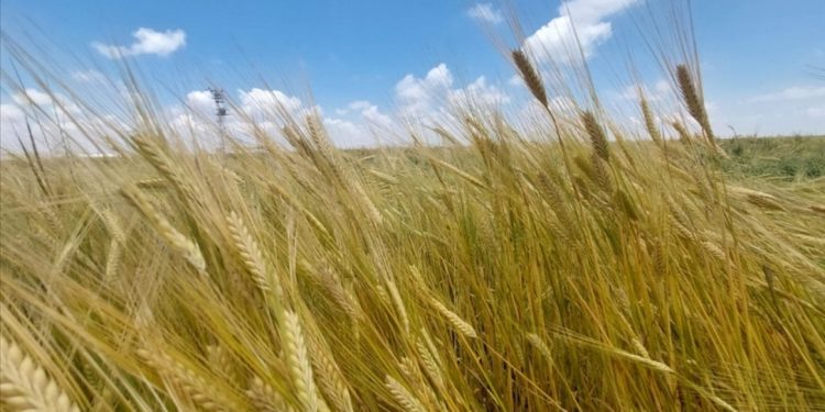 İş gücü kaybı yaşayan İsrail'e Malavi'den destek: 5 bin işçi gidecek