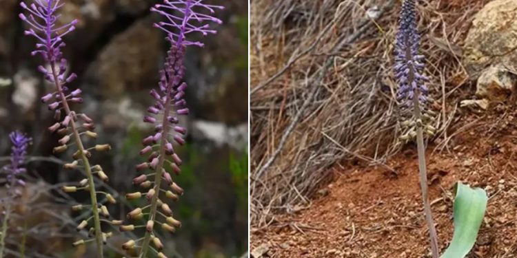 Muğla’da yeni bir bitki türü keşfedildi; Balan sümbülü