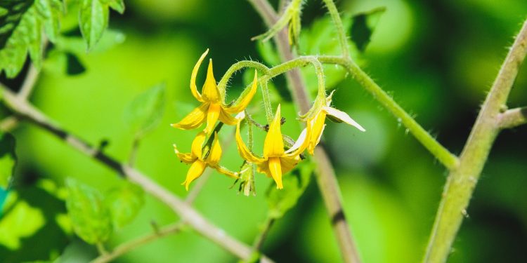 Orada tam 5 ayda 500 ton ürünün hasadı yapıldı! Üretim rekoru kırıldı