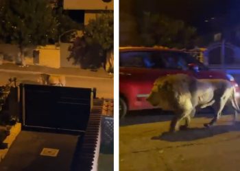 ROMA | Sirkten kaçan aslan, saatlerce sokaklarda gezdi