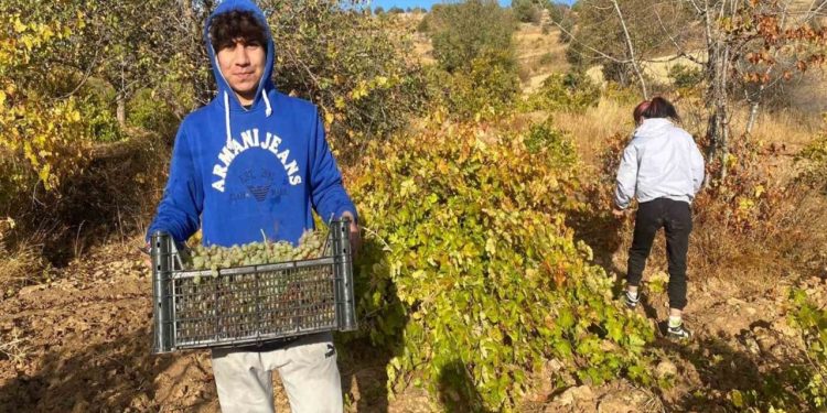 Sabahın 6'sında başlıyorlar ve binlerce kilo ürün hasat ediyorlar