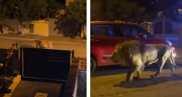Sirkten kaçan aslan, saatlerce sokaklarda gezdi