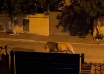 Sirkten kaçan aslan sokaklarda gezdi: Belediye başkanı vatandaşları uyardı