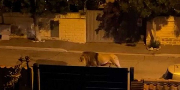 Sirkten kaçan aslan sokaklarda gezdi: Belediye başkanı vatandaşları uyardı