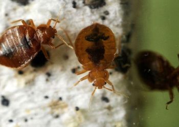 Tahtakurusunun adını bile duymak neden rahatsız eder?