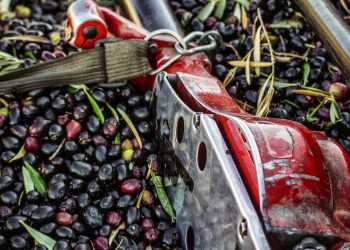 Ülke genelinde hasadı tamamlandı. Bu yıl marketlerde fiyatı uçacak