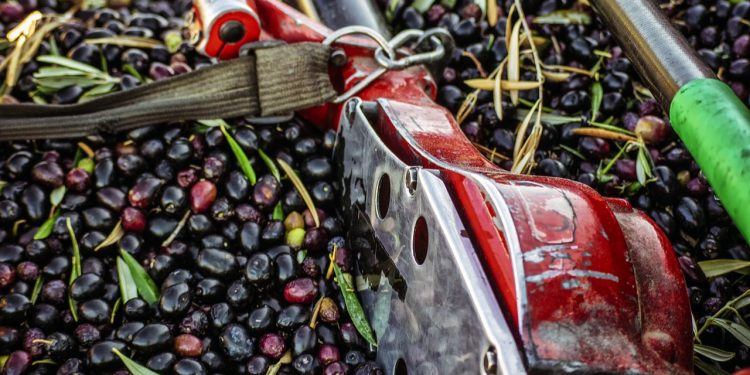 Ülke genelinde hasadı tamamlandı. Bu yıl marketlerde fiyatı uçacak