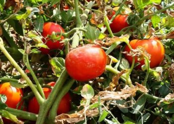 Ayaş domatesi Avrupa Birliği tescili aldı