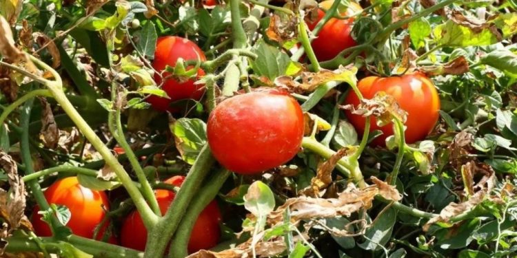 Ayaş domatesi Avrupa Birliği tescili aldı