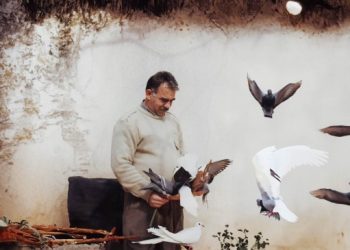 İmralı tecridi Norveç Parlamentosu gündeminde: CPT raporunu yayınlamalı