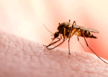 Amerika ve Karayiplerde dang humması tehlikesi: 4 milyondan fazla vaka!