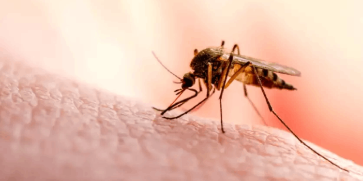 Amerika ve Karayiplerde dang humması tehlikesi: 4 milyondan fazla vaka!