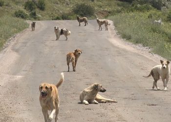 Ankara’da sahipsiz köpeklerin saldırdığı çocuk ağır yaralandı 