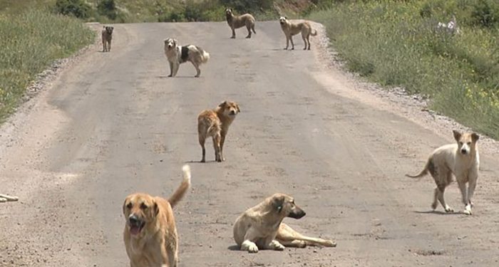 Ankara’da sahipsiz köpeklerin saldırdığı çocuk ağır yaralandı