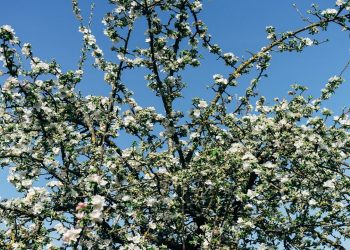 Çok hızlı meyve veriyor! Hasat sonrasında binlerce TL geliri var