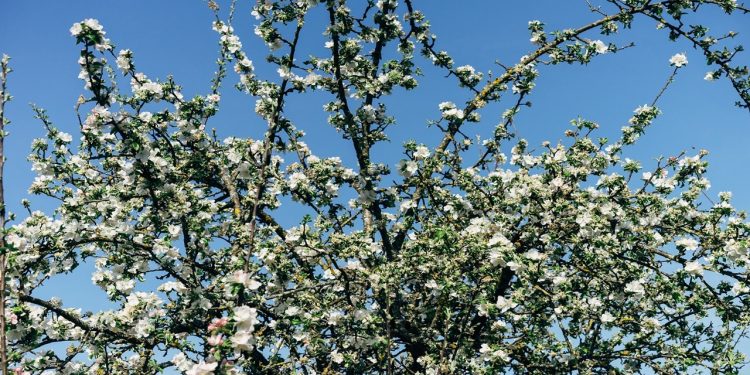 Çok hızlı meyve veriyor! Hasat sonrasında binlerce TL geliri var