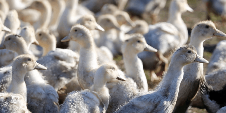 Fransa'da kuş gribi alarmı!