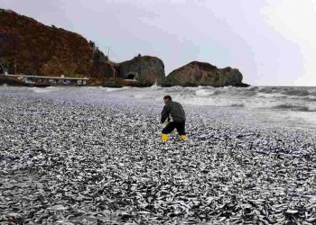 JAPONYA | Binlerce ölü balık kıyıya vurdu